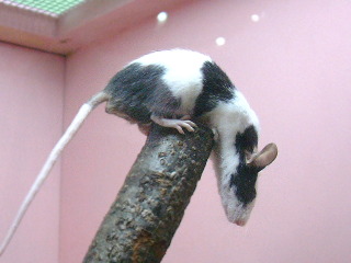ハツカネズミ（マウス）