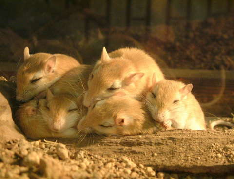 ウスイロアレチネズミ（薄色荒地鼠）