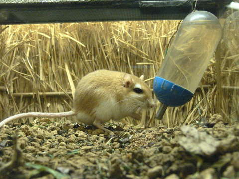ウスイロアレチネズミ（薄色荒地鼠）