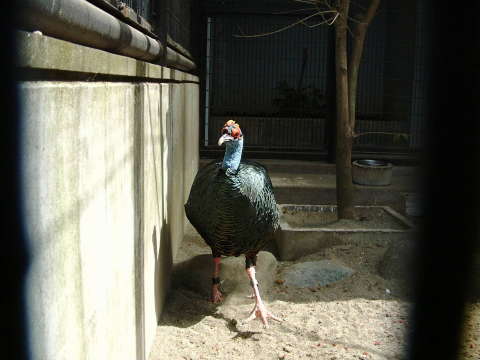 ヒョウモンシチメンチョウ（豹紋七面鳥）