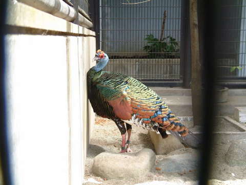 ヒョウモンシチメンチョウ（豹紋七面鳥）