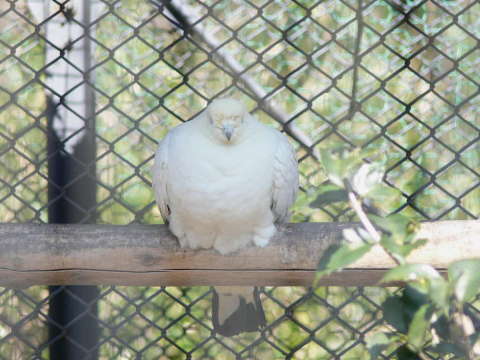 ソデグロバト（袖黒鳩）