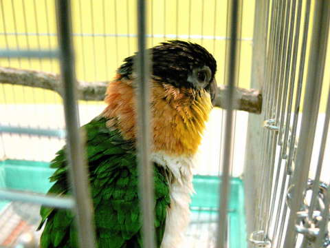 ズグロシロハラインコ（頭黒白腹インコ）